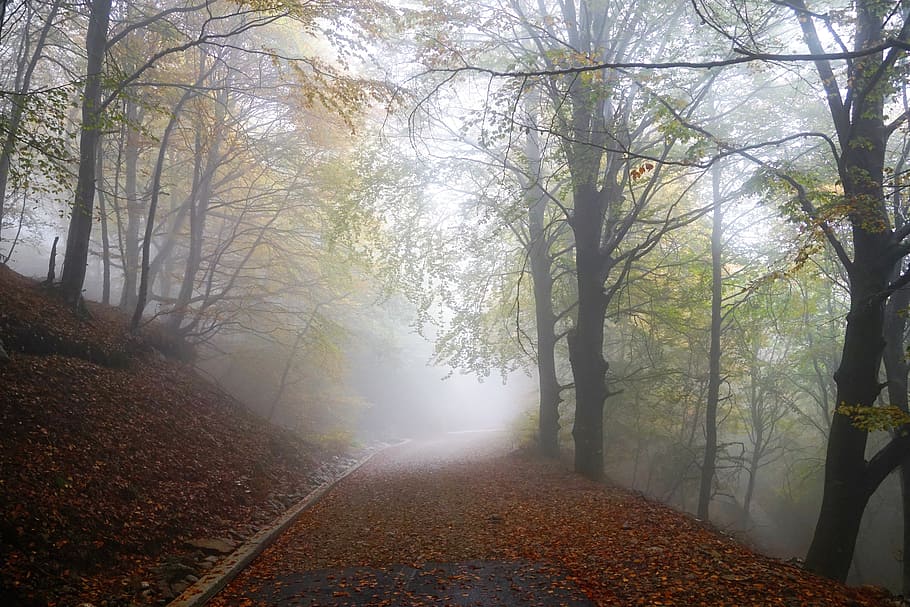 fog, forest, nature, trees, winter, autumn, rising fog, nebellandschaft, HD wallpaper