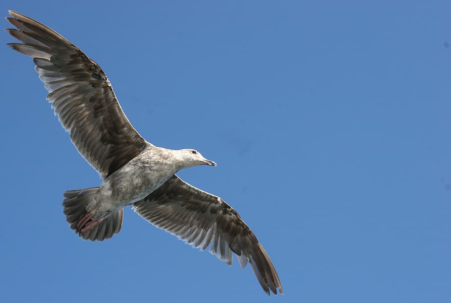Seagull, Gull, Wings, Flying, Bird, Sky, flight, spread wings HD wallpaper