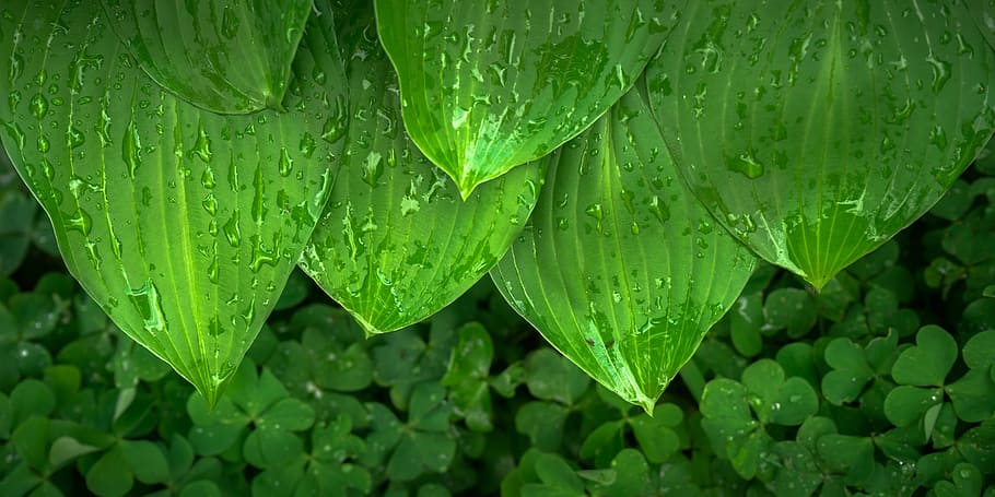 water dew on green leaf plants close-up photo, nature, spring HD wallpaper