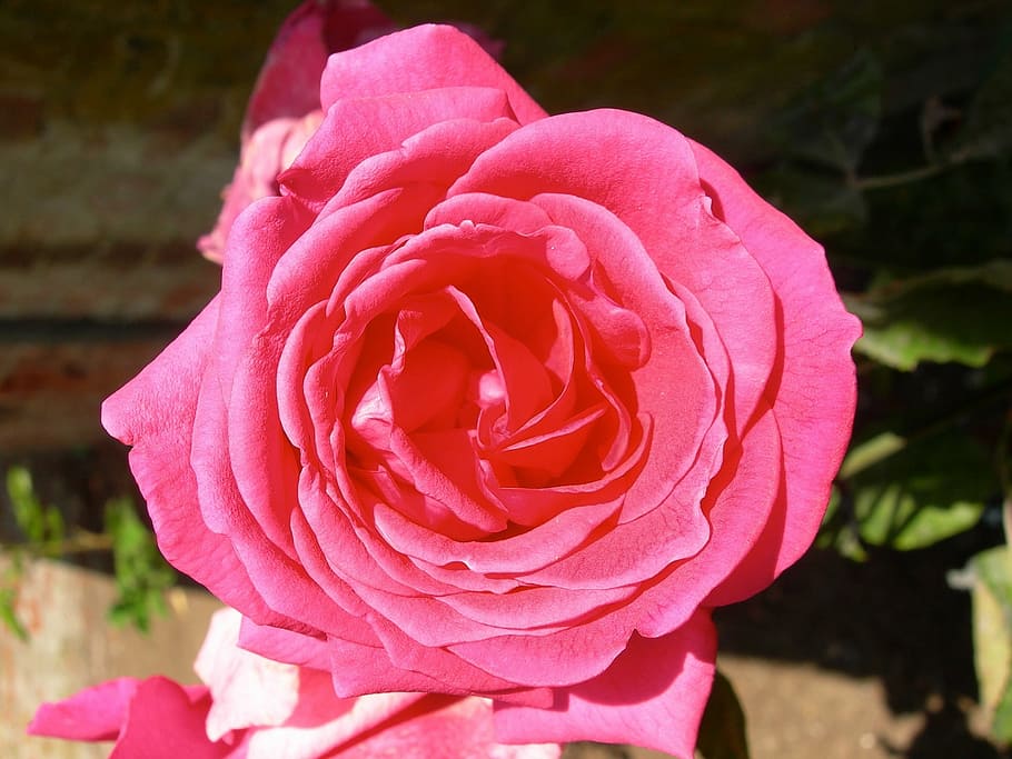 rose, red, flower, macro, close, love, romance, bloom, petals HD wallpaper