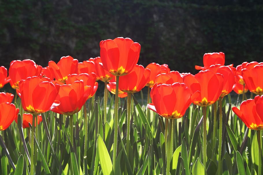 Tulips, Spring Flowers, colors, nature, bloom, red flower, petals HD wallpaper