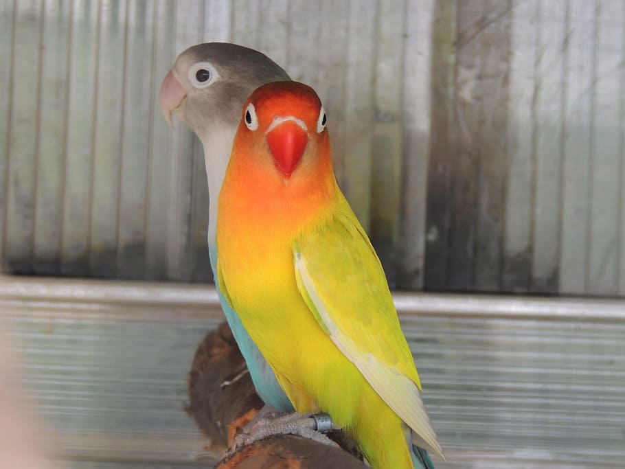parrots, captivity, bird, color, pets, animal themes, vertebrate HD wallpaper