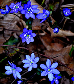 hepatica nobilis, spring, blue, flower, flowering plant, fragility HD wallpaper