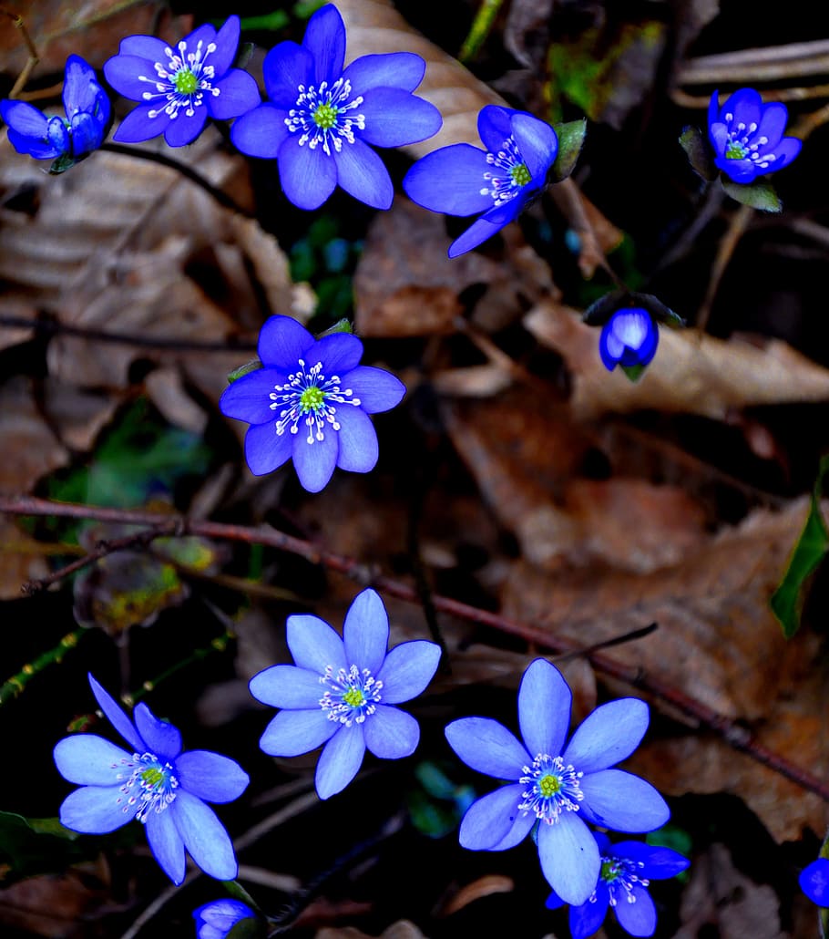 hepatica nobilis, spring, blue, flower, flowering plant, fragility HD wallpaper