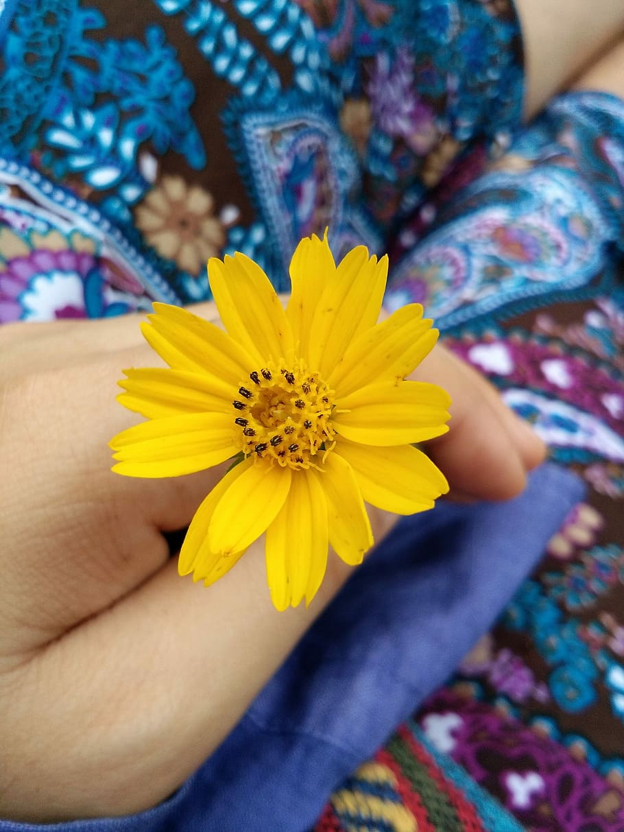 Flowers, Yellow, Hand, human body part, human hand, one person HD wallpaper