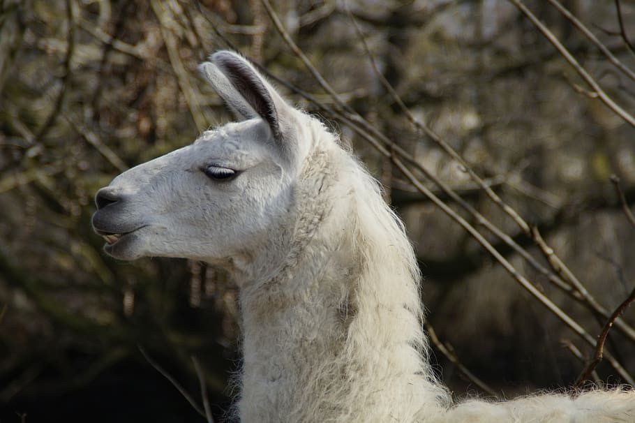 llama, head, face, pose, livestock, petting zoo, animal, nature HD wallpaper