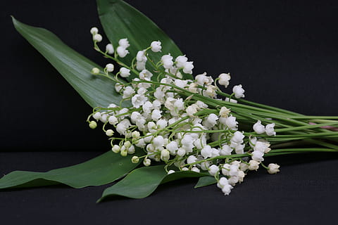 photo of white petaled flowers, thrush, may 1, bell, spring HD wallpaper