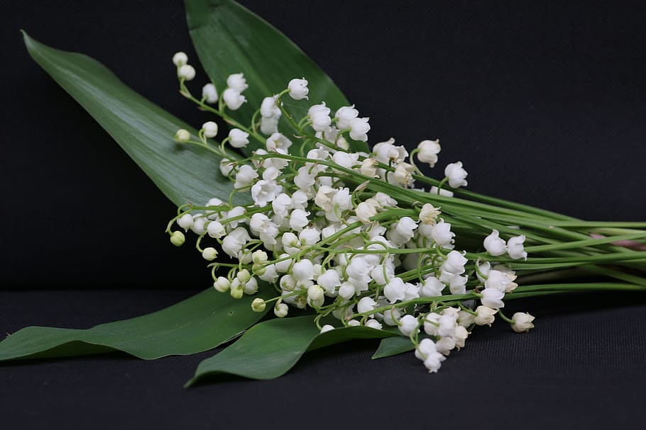photo of white petaled flowers, thrush, may 1, bell, spring, sprig of lily of the valley, HD wallpaper