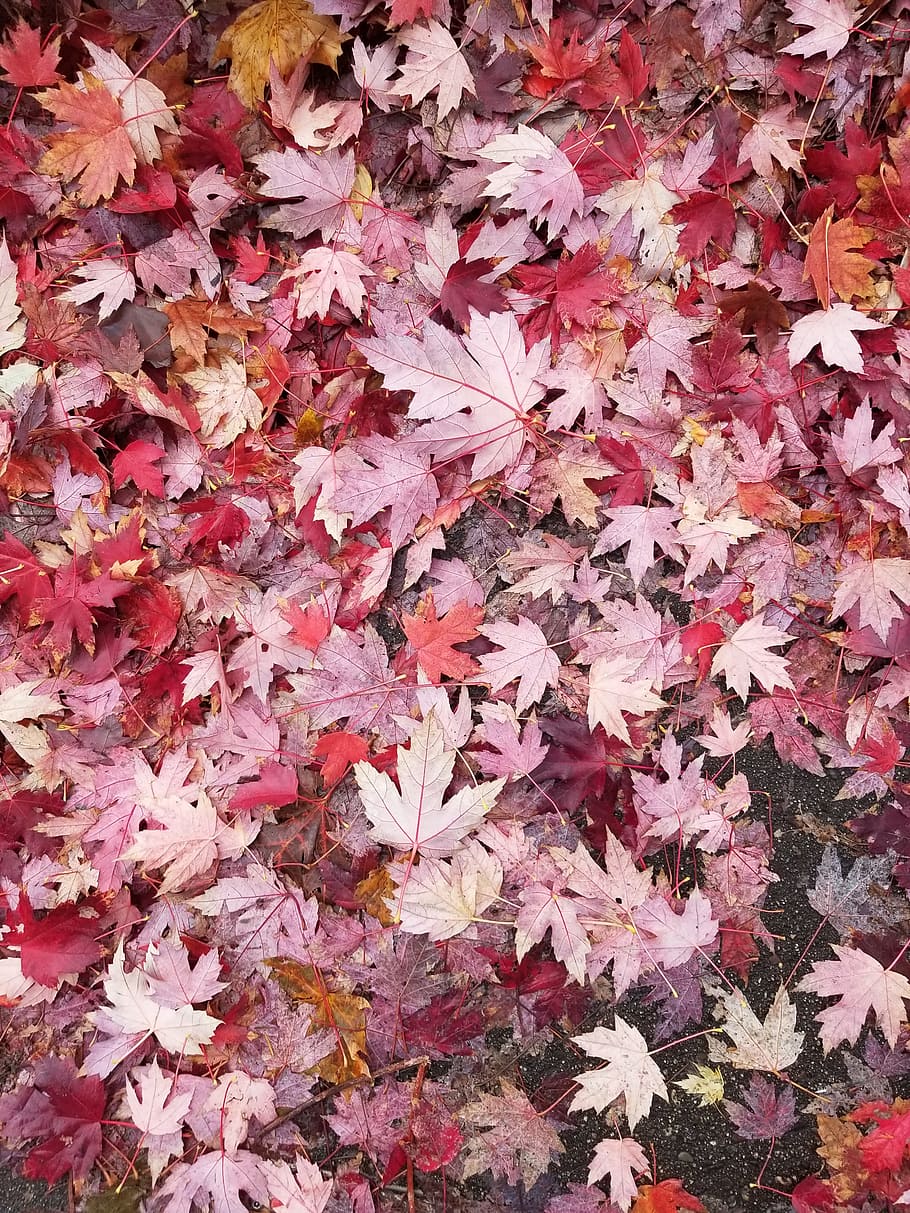 autumn collection, leaf, fall, maple, season, nature, flora HD wallpaper