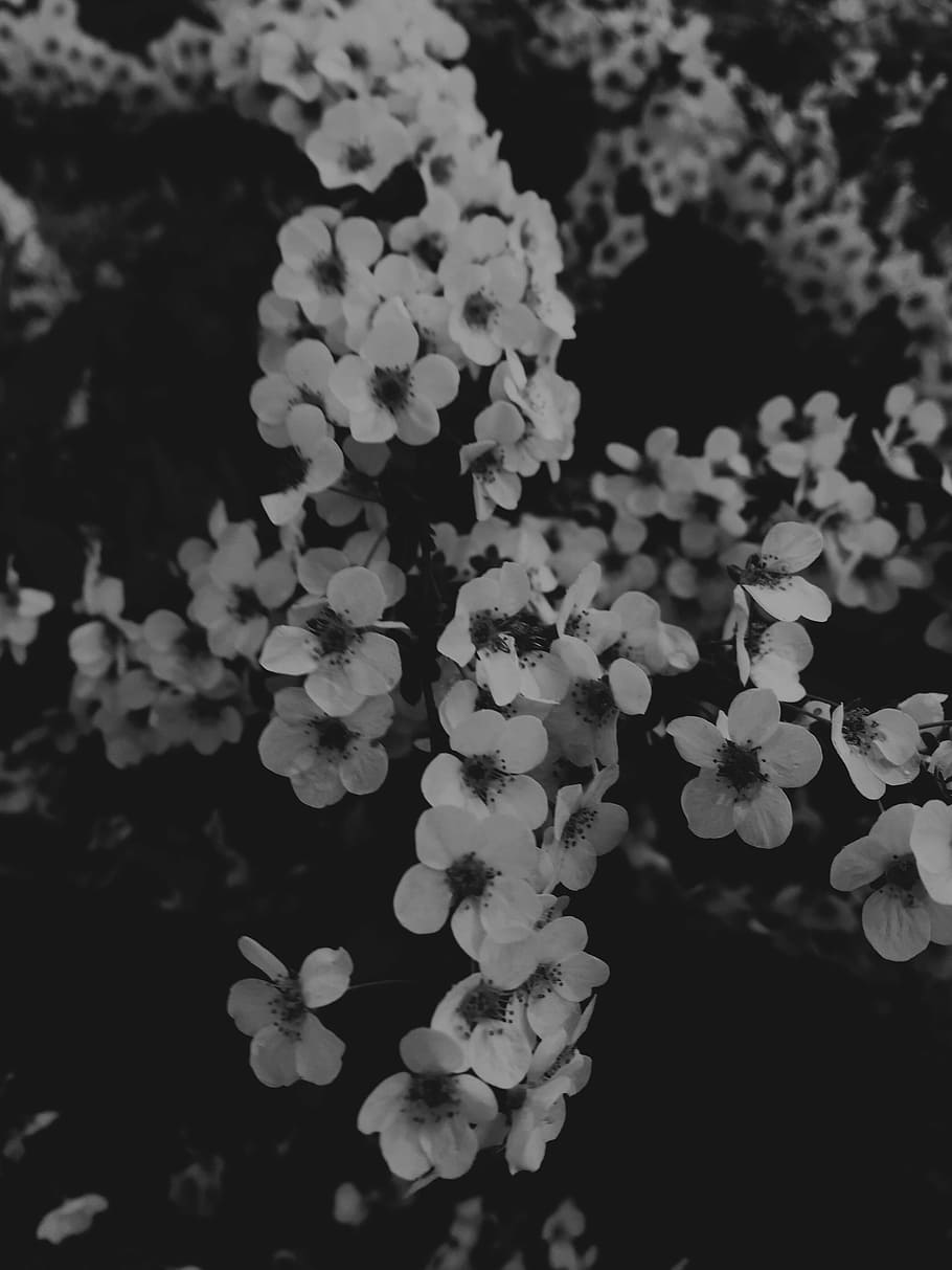 Flower, Dark, Spring, plant, nature, no people, close-up, beauty in nature HD wallpaper