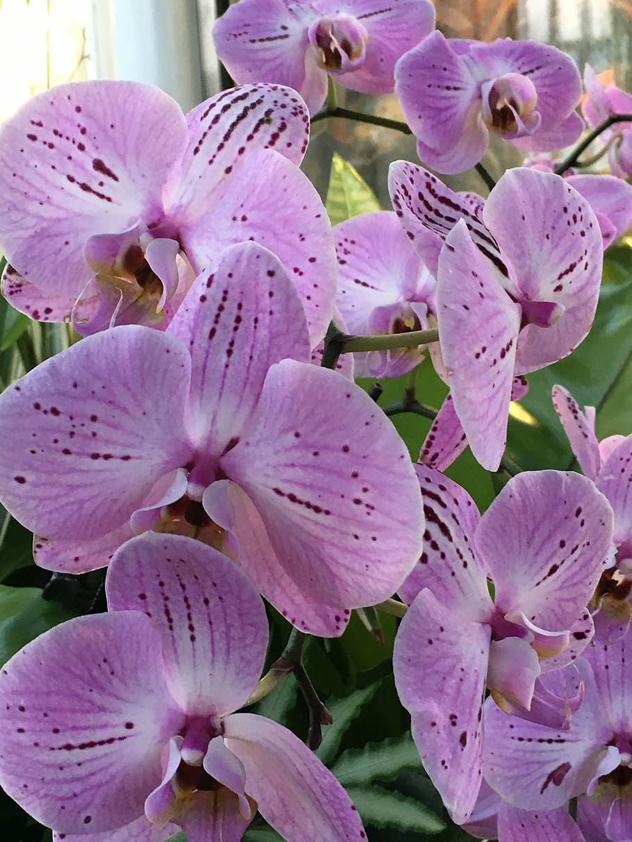 Orchid, Purple, Flower, petal, fragility, close-up, beauty in nature HD wallpaper