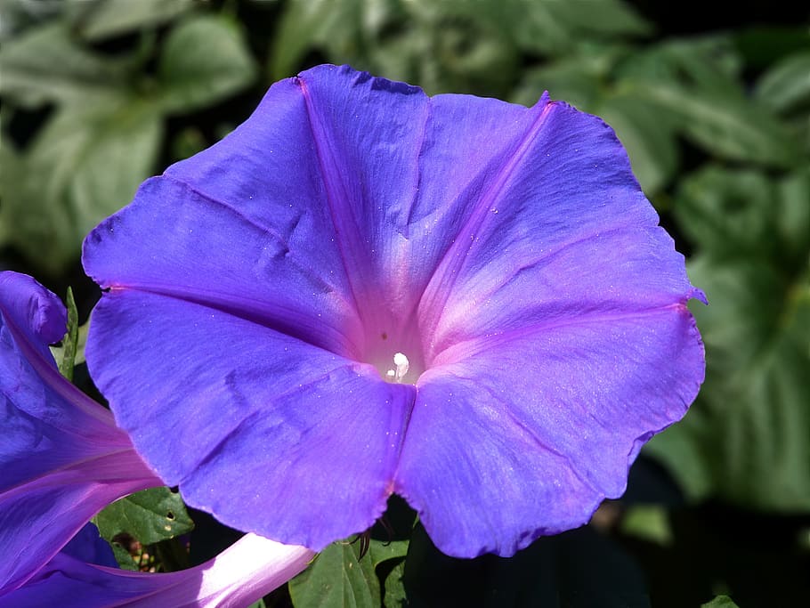 flower, violet, open, nature, plant, garden, color, wallpaper HD wallpaper