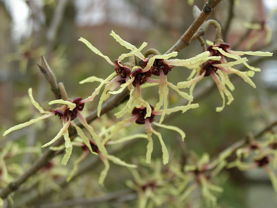 witch hazel, plant, leaf, nature, bush, garden, flowering shrub HD wallpaper