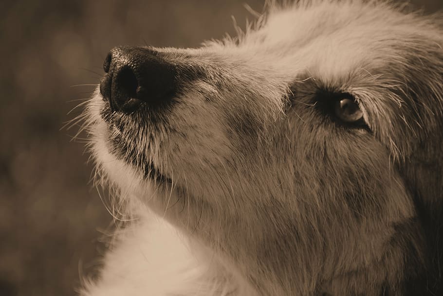 sepia photo of short-coated puppy, dog, view, eyes, head, pet HD wallpaper