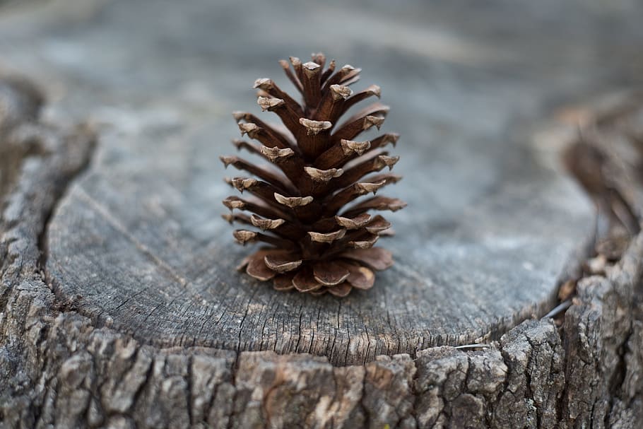 pine cone resting on tree bark, stump, closeup, wood - material HD wallpaper