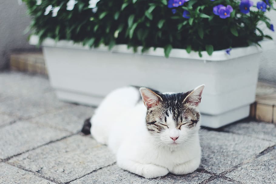 cat sleeping near the potted plant, pets, domestic Cat, animal HD wallpaper
