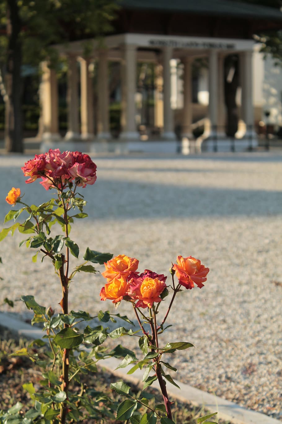balatonfüred, kossuth source, rose, flower, flowering plant HD wallpaper