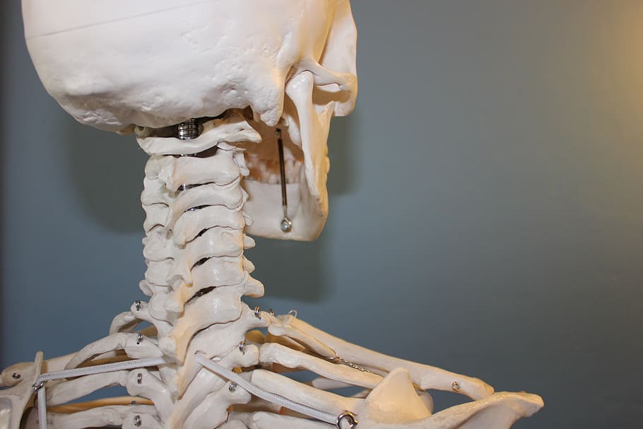 closeup photo of skeleton, skull, vertebrae, anatomy, bone, body, HD wallpaper