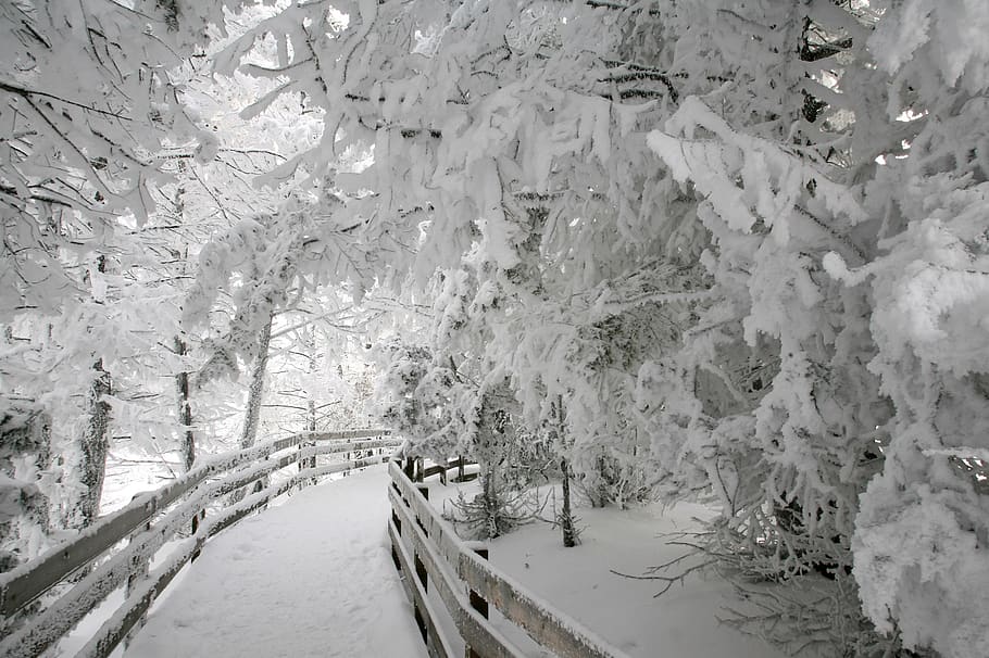 hard rime ice, winter, trees, fence, path, frozen, frost, weather, HD wallpaper