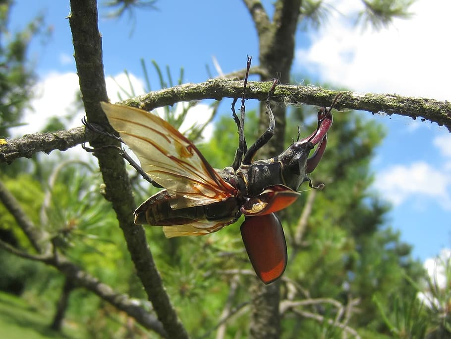 stag beetle, tree, wing, plant, focus on foreground, growth HD wallpaper