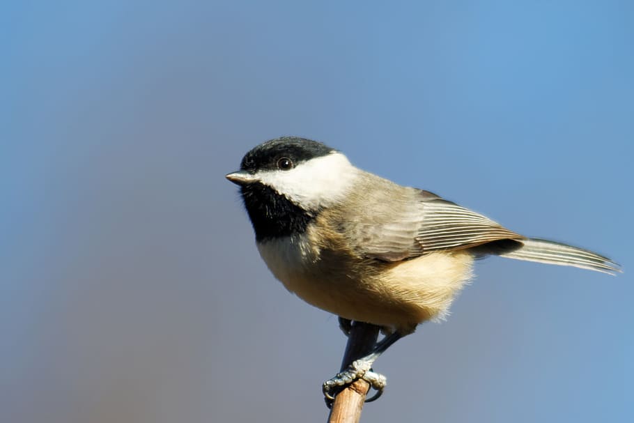 black and white bird on brown tree branches, chickadee, birding HD wallpaper