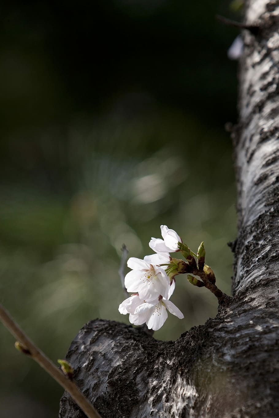 Wood, Spring, Flowers, Cherry Blossom, flower tree, nature HD wallpaper