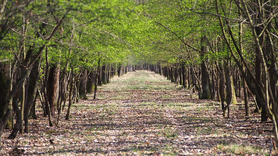 spring, forest, nature, forest road, plant, tree, the way forward HD wallpaper