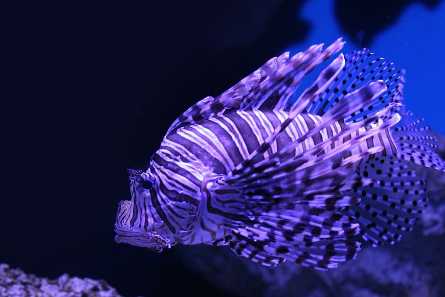 nature, pisces, underwater, animal themes, animals in the wild HD wallpaper