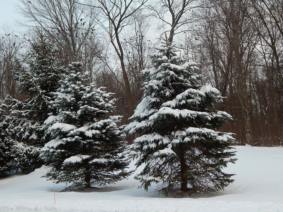 Pine, Trees, Winter, Snow, Forest, cold temperature, nature HD wallpaper