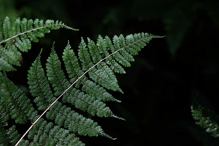 fern plant photo, close-up photography of green fern plant, leaf HD wallpaper
