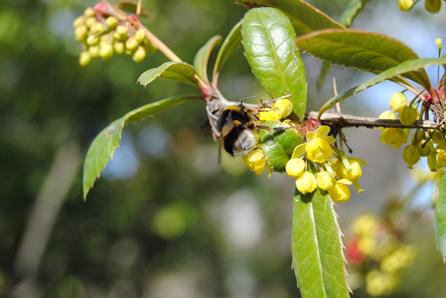 nature, leaf, tree, plant, fruit, branch, outdoors, garden HD wallpaper