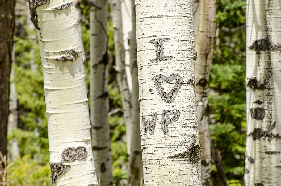 carved initials, trees, bark, love, heart, carving, trunk, romance HD wallpaper