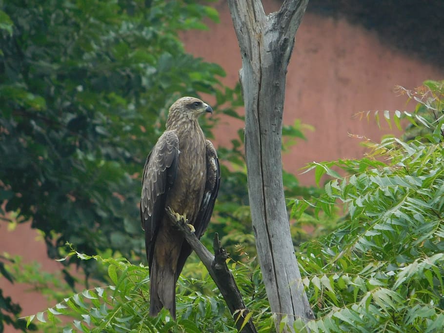 eagle, tress, forest, animals in the wild, animal wildlife HD wallpaper