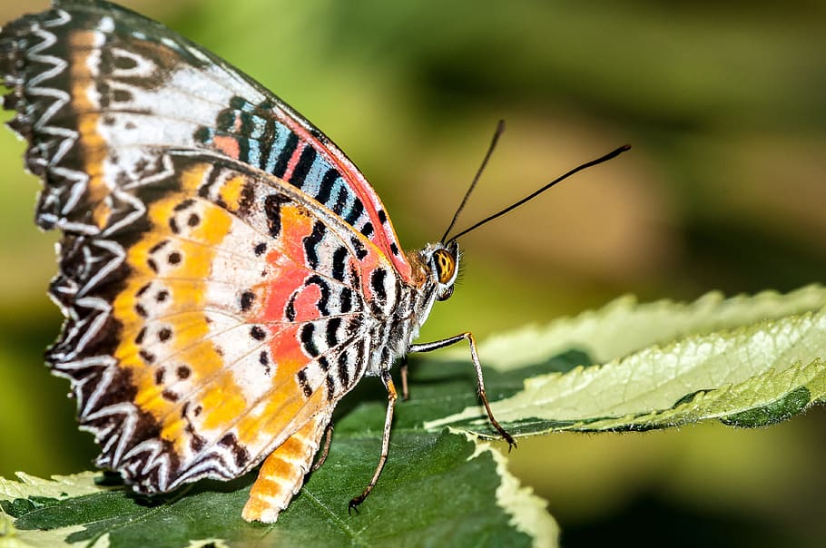 selective focus photography of orange, black, and white butterfly HD wallpaper