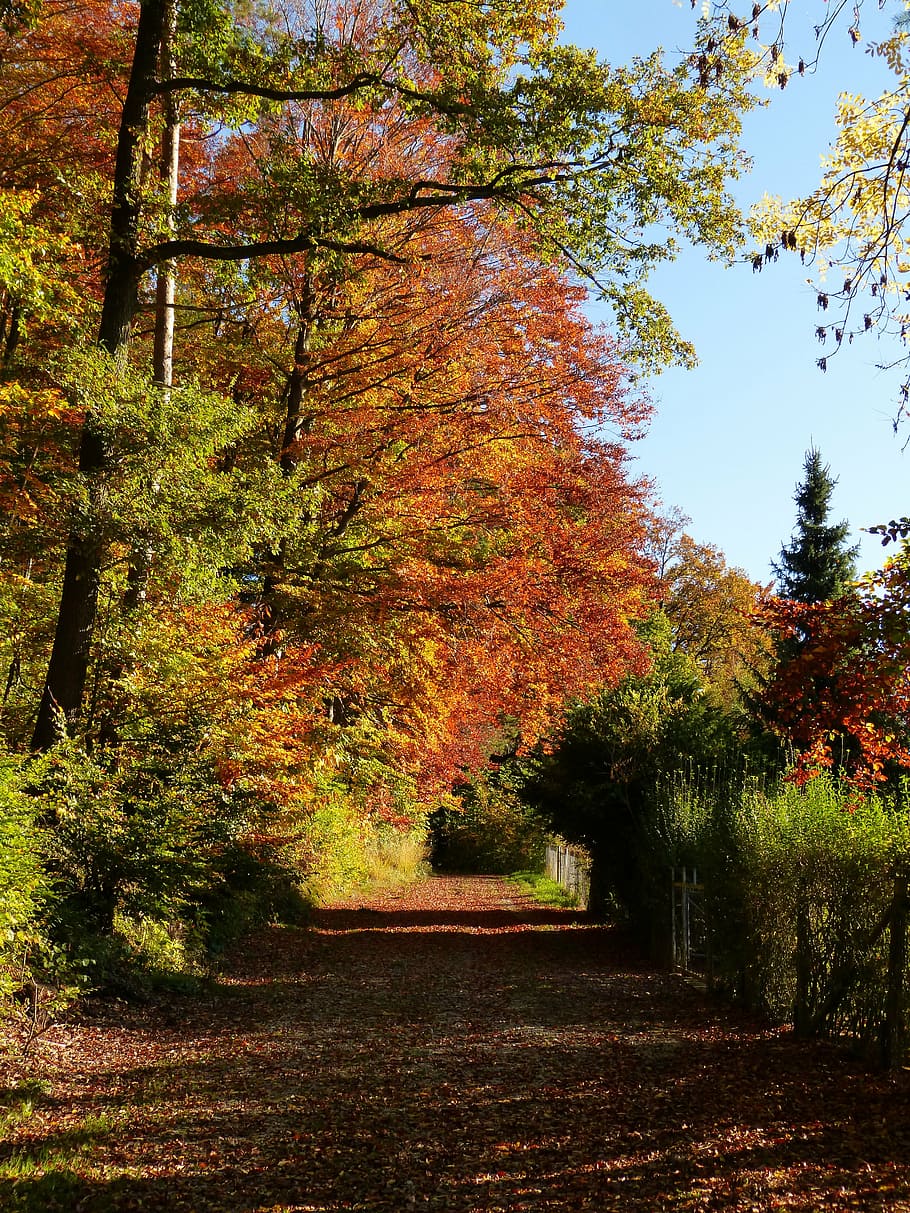 nature, forest, away, trail, landscape, autumn, tree, plant HD wallpaper