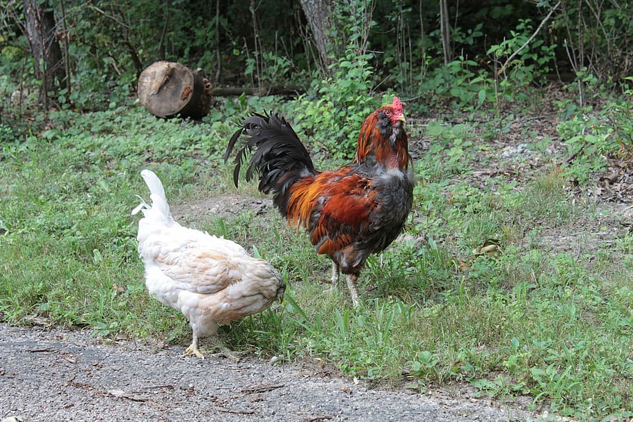 Rooster, Cockerel, Chicken, Grass, Farm, pet, animal, summer HD wallpaper