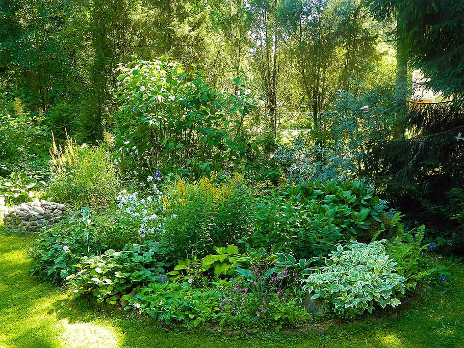 garden, yard, plants, small, summer, growth, green color, beauty in nature HD wallpaper