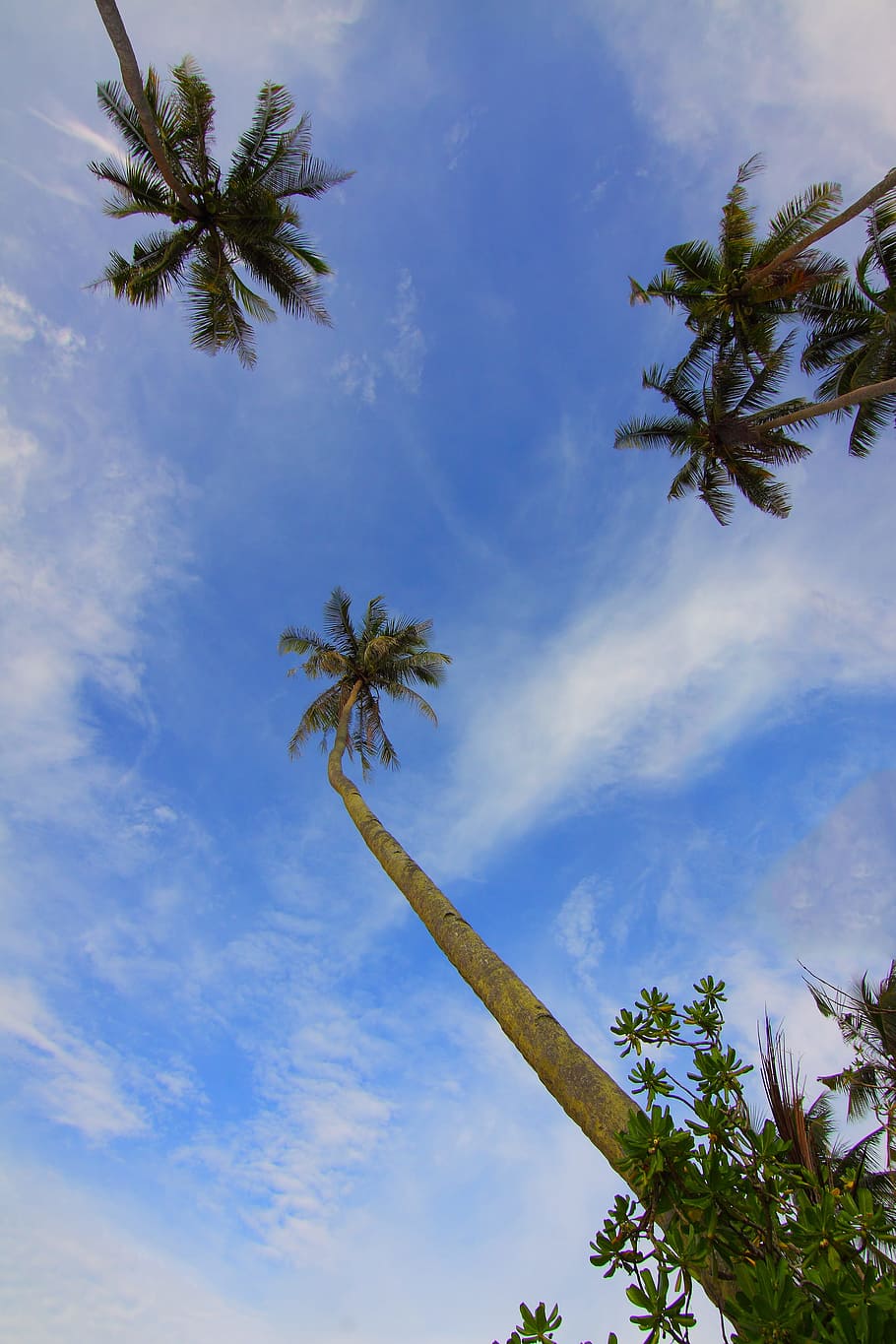 nature, sky, clouds, trees, coconut trees, daylight, leaves, outdoors HD wallpaper