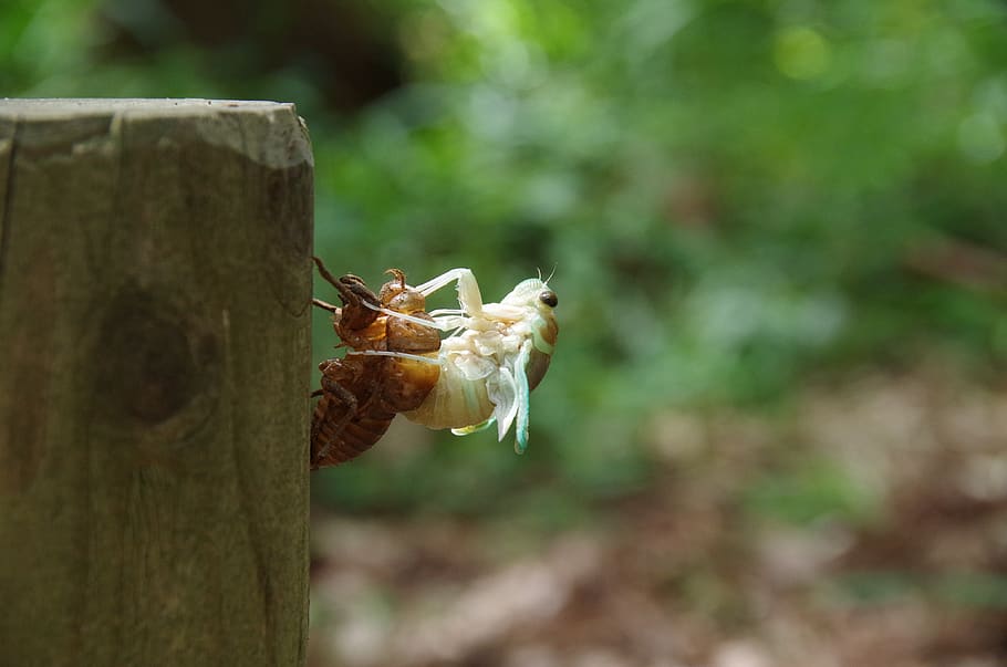 cicada, hatch, insect, bug, animal wildlife, animals in the wild HD wallpaper