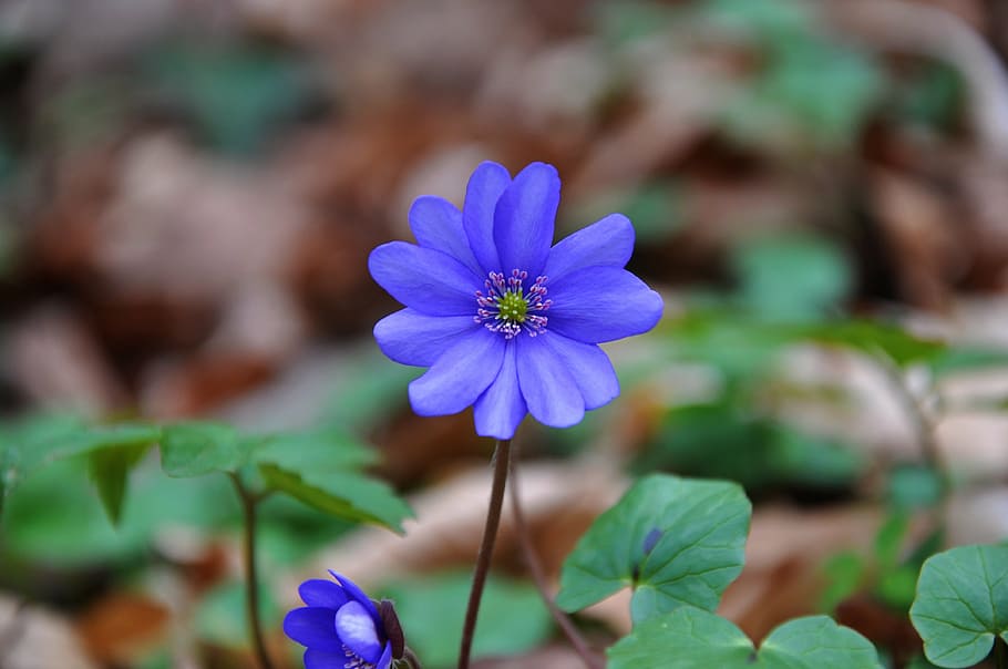 hepatica nobilis, spring, blue, flower, flowering plant, freshness HD wallpaper