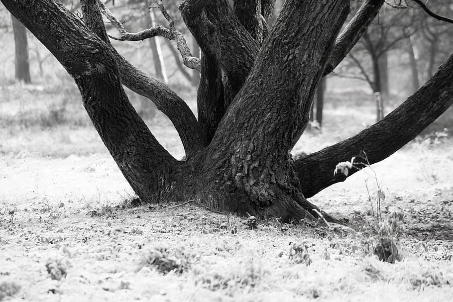 Tree, Bark, Log, Tree Bark, Winter, Snow, wintry, cold, frost HD wallpaper