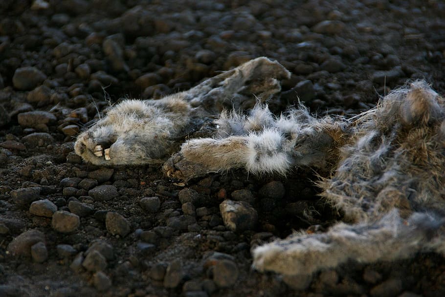 rabbit, death, animal, animal themes, mammal, no people, nature HD wallpaper