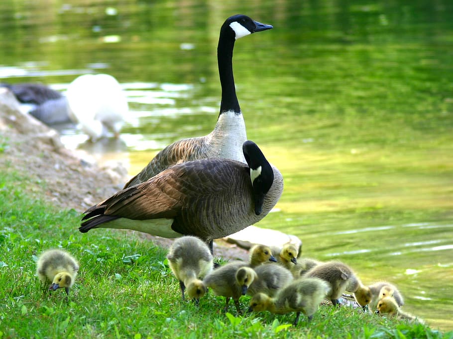 flock of ducks standing on green grass, fluffy, babys, chicks HD wallpaper
