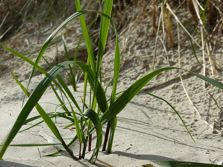 beach, sand, grass, herbflota, nature, bush, plant, growth HD wallpaper