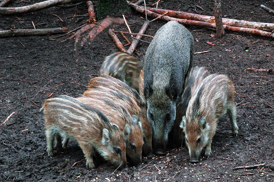 wild boar, frislingen, veluwe, forest, netherlands, animal, HD wallpaper