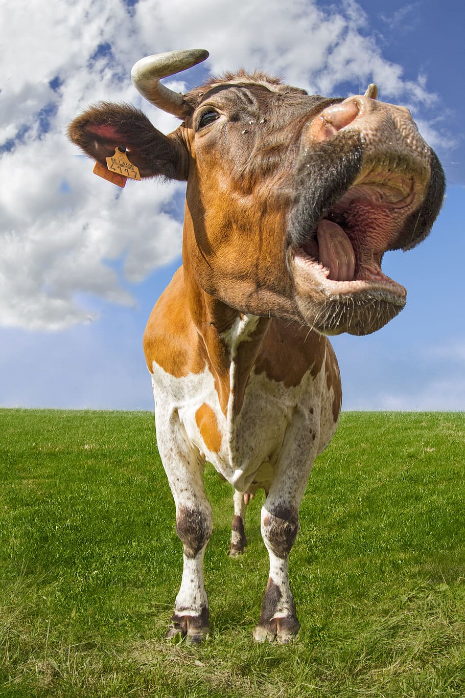 cow, low, cattle, meadow, animal, beef, nature, grass, fisheye HD wallpaper