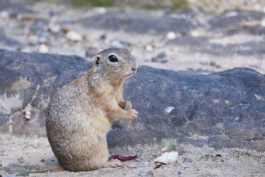 zisel, mammal, nager, cute, nature, rodent, furry, zoo, watch HD wallpaper
