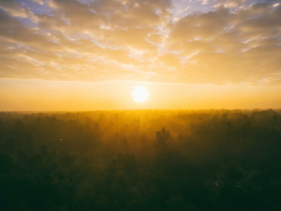golden hour photography of forest, nature, landscape, woods HD wallpaper