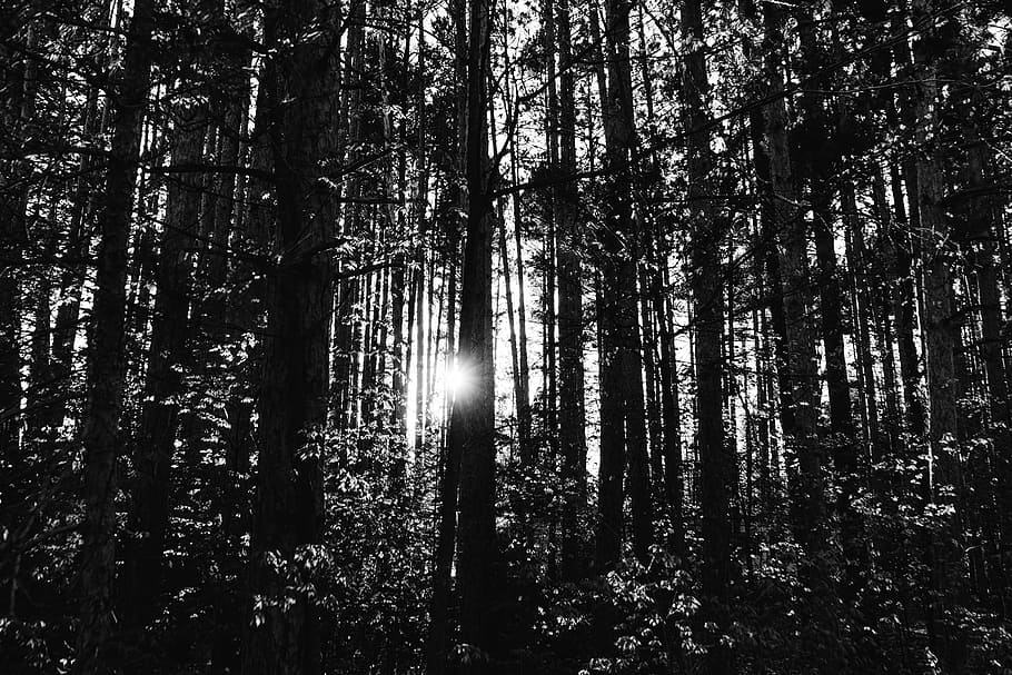 photo of black and white trees, blackandwhite, forest, sunset HD wallpaper