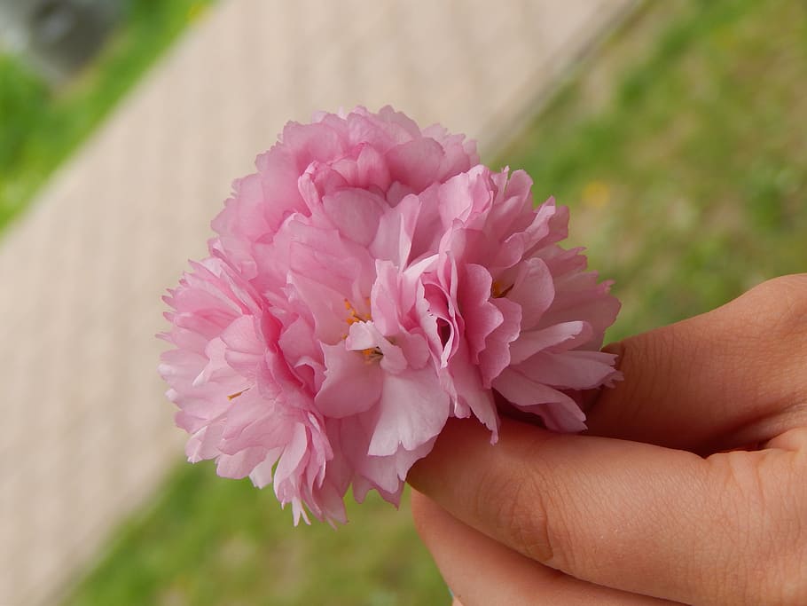 hand, flowers, pink, spring, flowering plant, human hand, pink color HD wallpaper